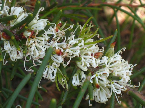 Hakea-teretifolia