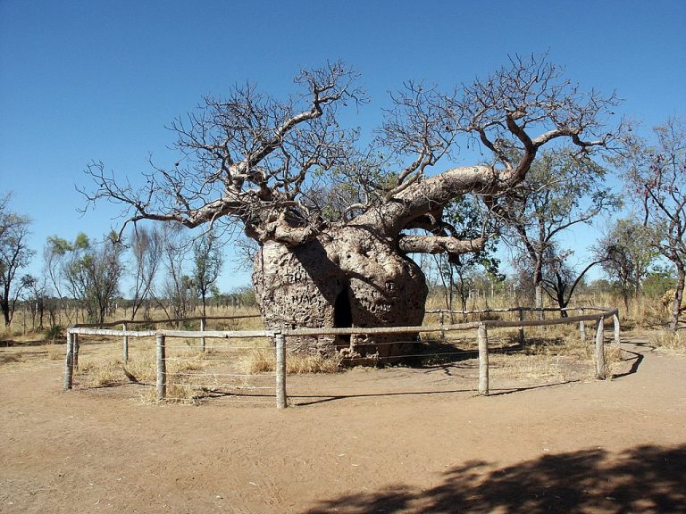 Boab tree