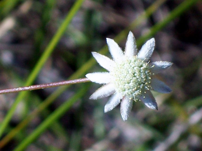 Wildflower Actinotus minor 
