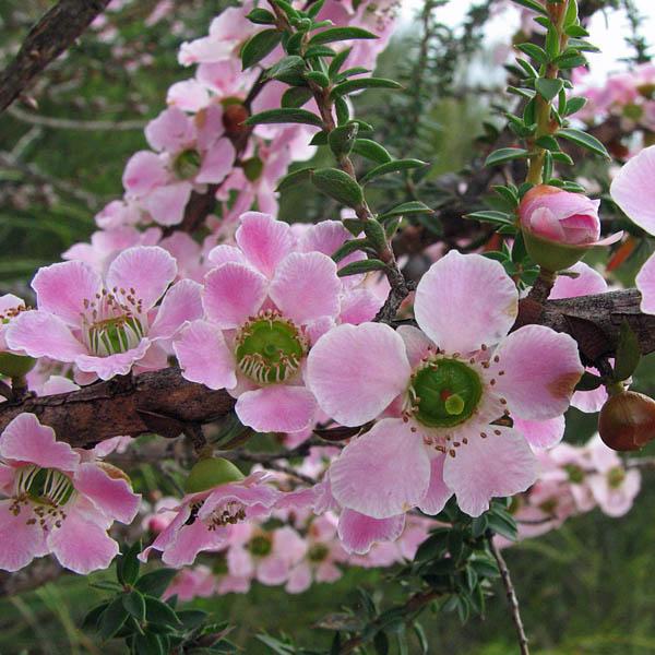 peach flowered tea tree